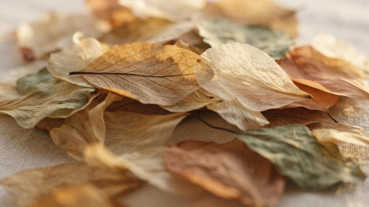 Feuilles translucides superposées à différentes profondeurs, éclairées en contre-jour — les différentes formes d'endométriose