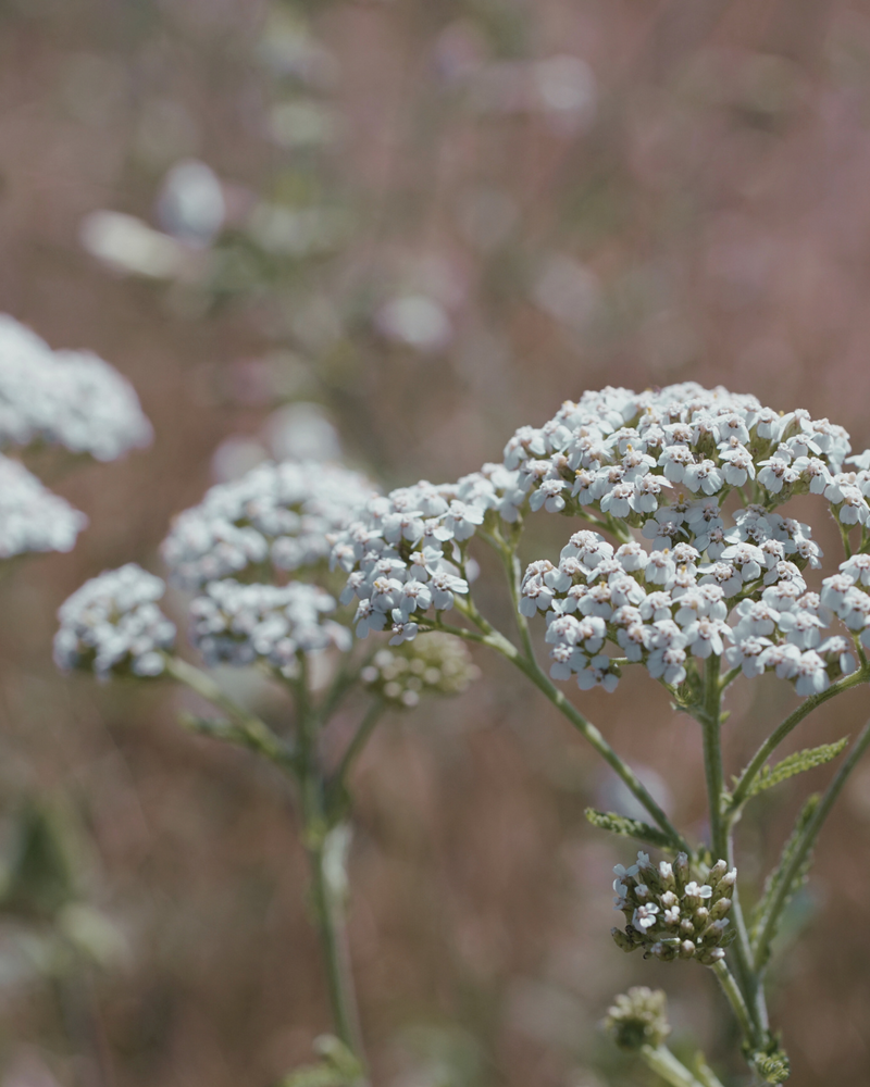 Yarrow