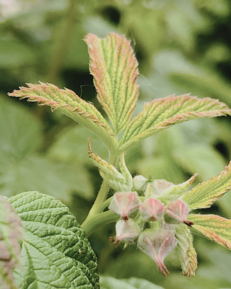 Yemas de Frambueso (Rubis idaeus) y Manzano