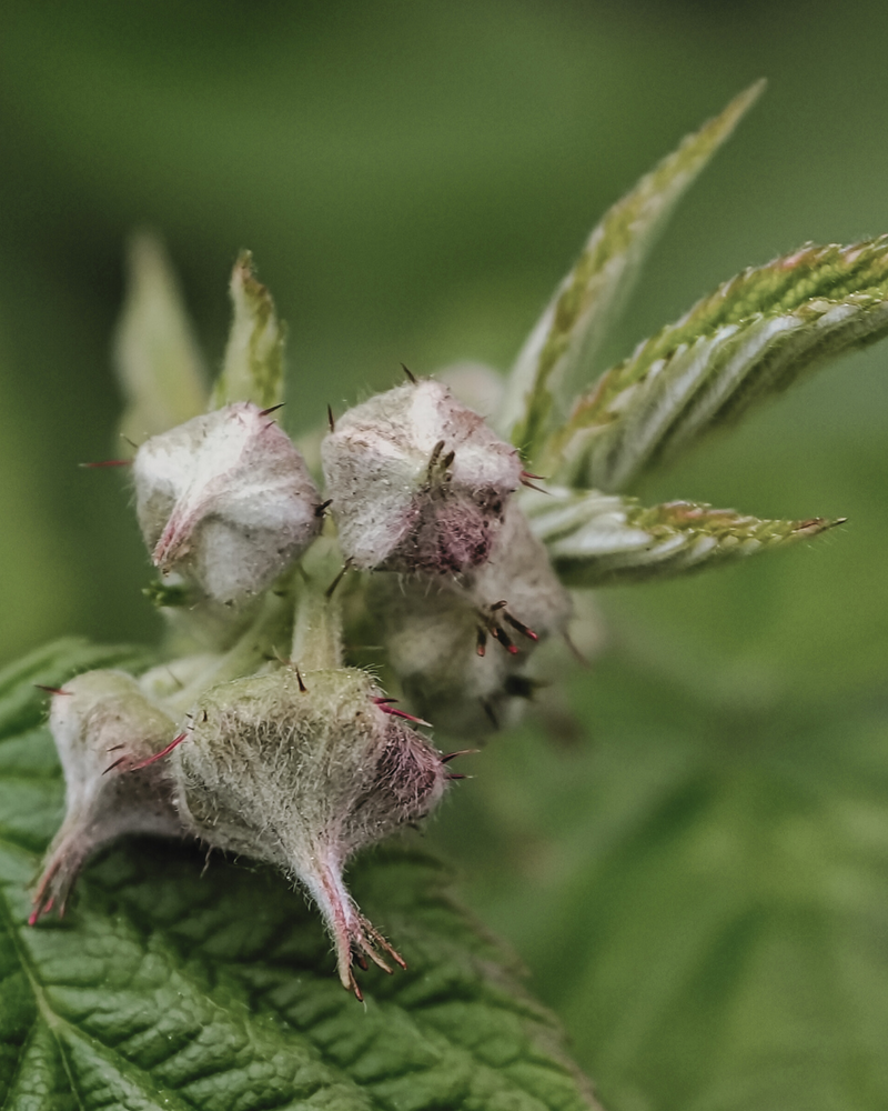 Raspberry
