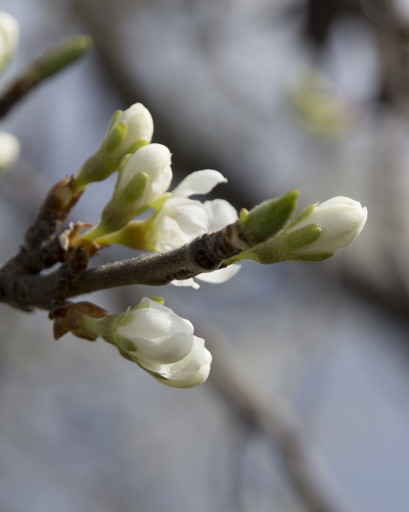 Apple tree buds