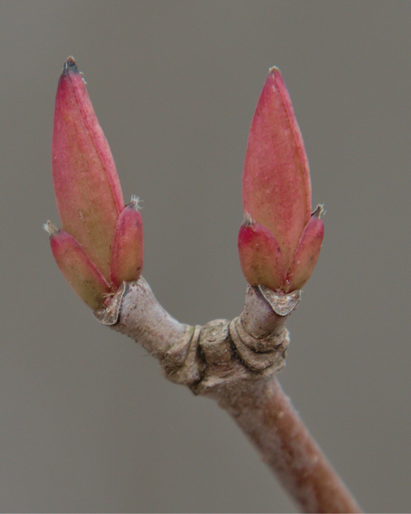 Lingonberry