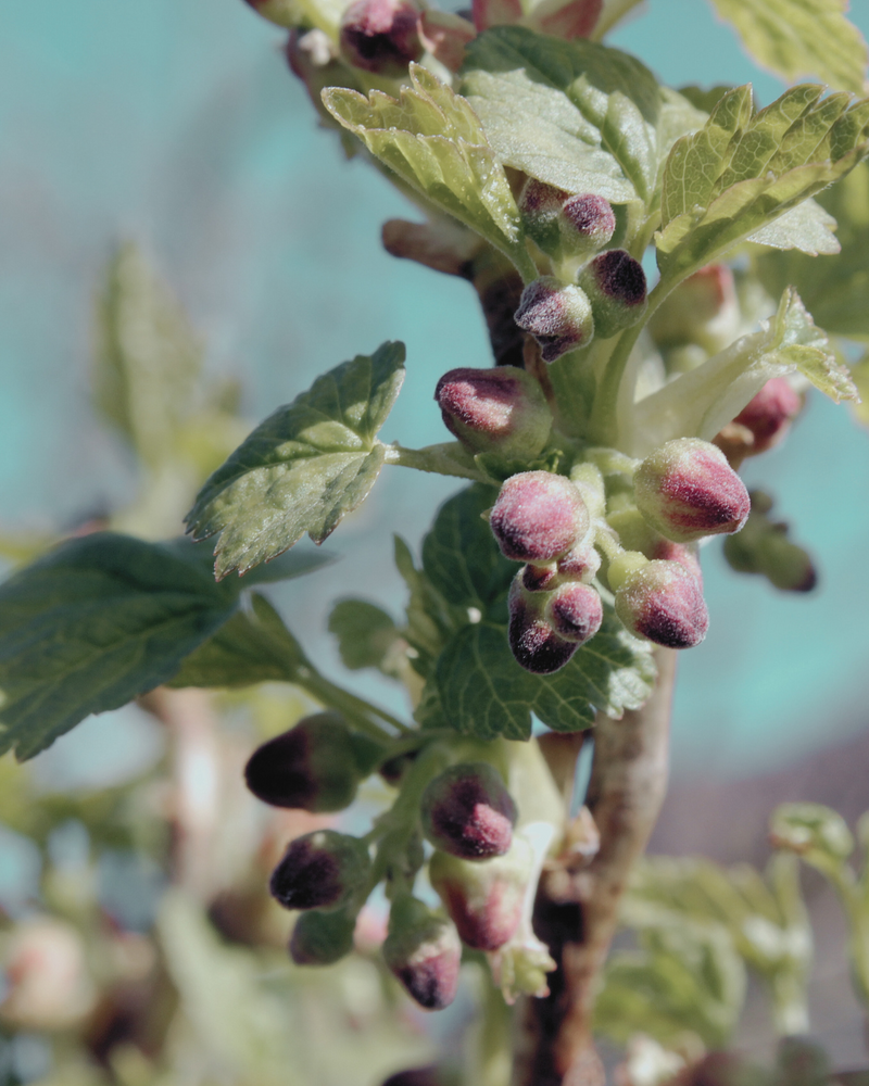 Bourgeons de Cassis