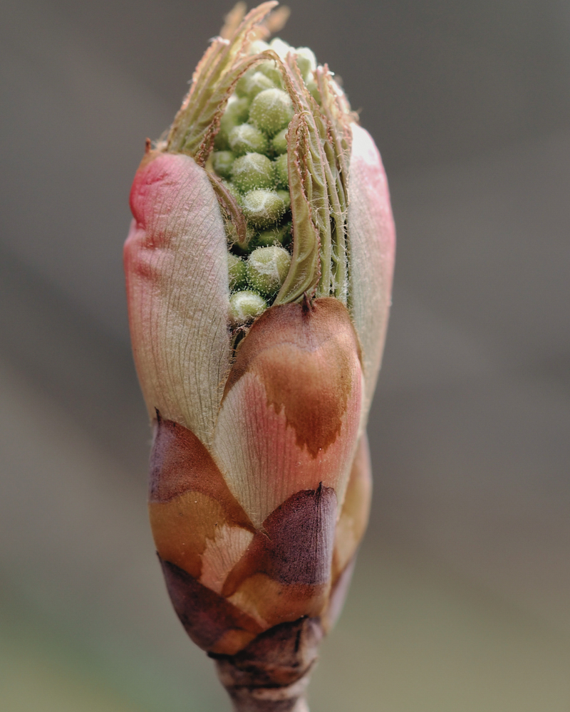 Bourgeons de Chêne