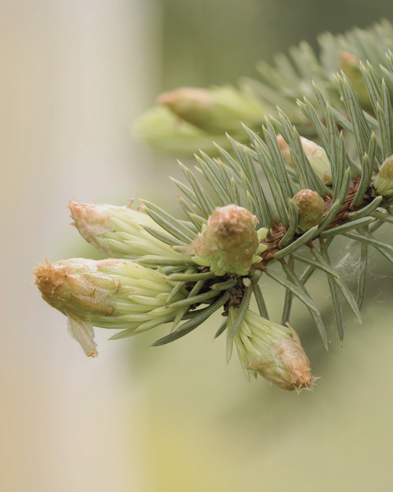 Silver fir