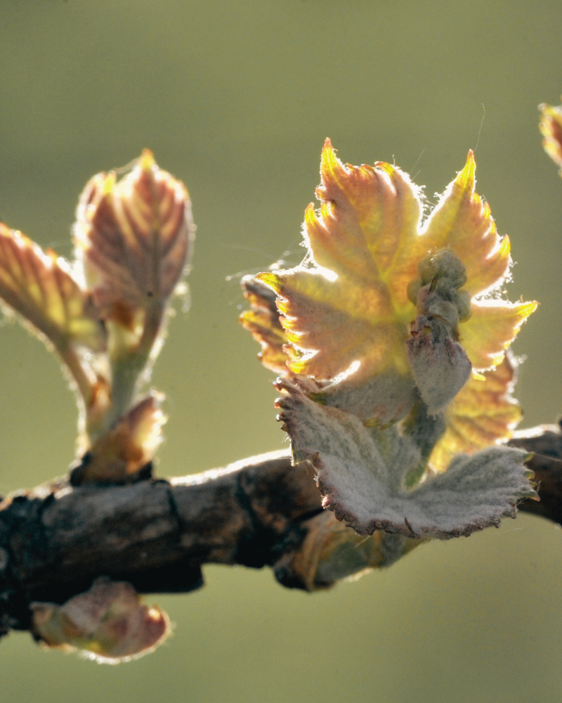 Vigne rouge (bourgeon) 