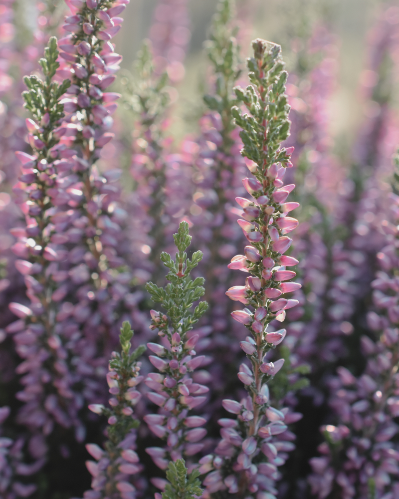 Heather