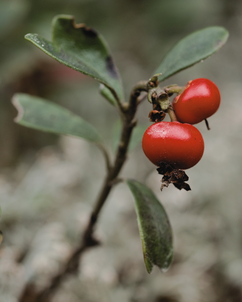 Bearberry