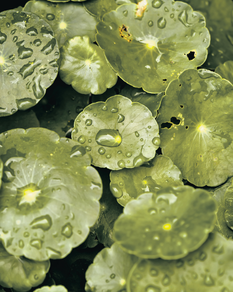 Centella asiatica