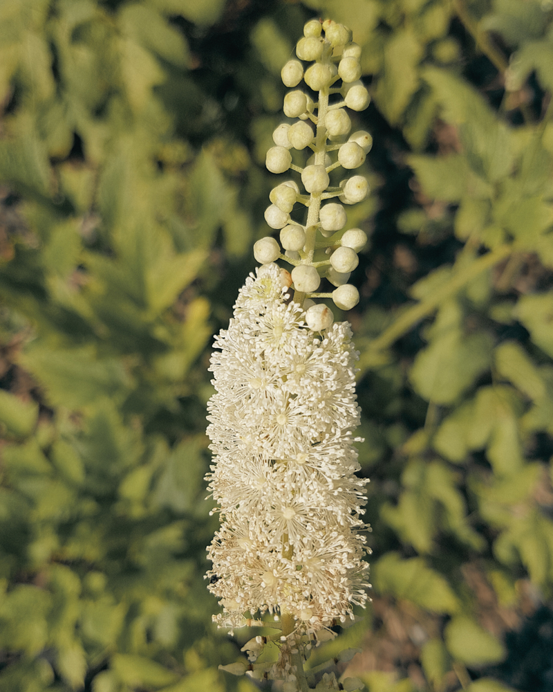 Black cohosh