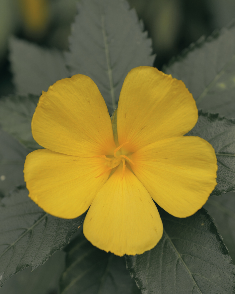 Damiana