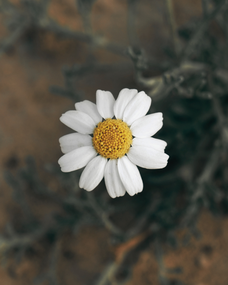German chamomile