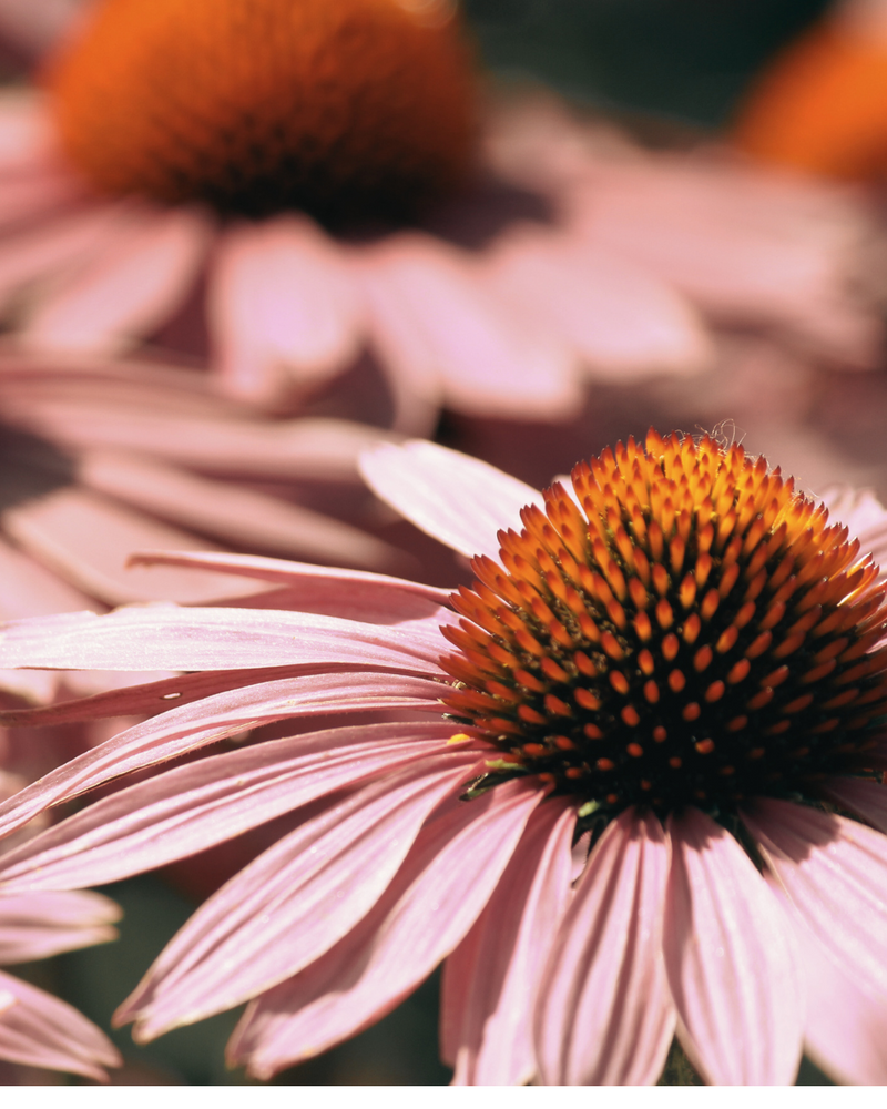 Echinacea