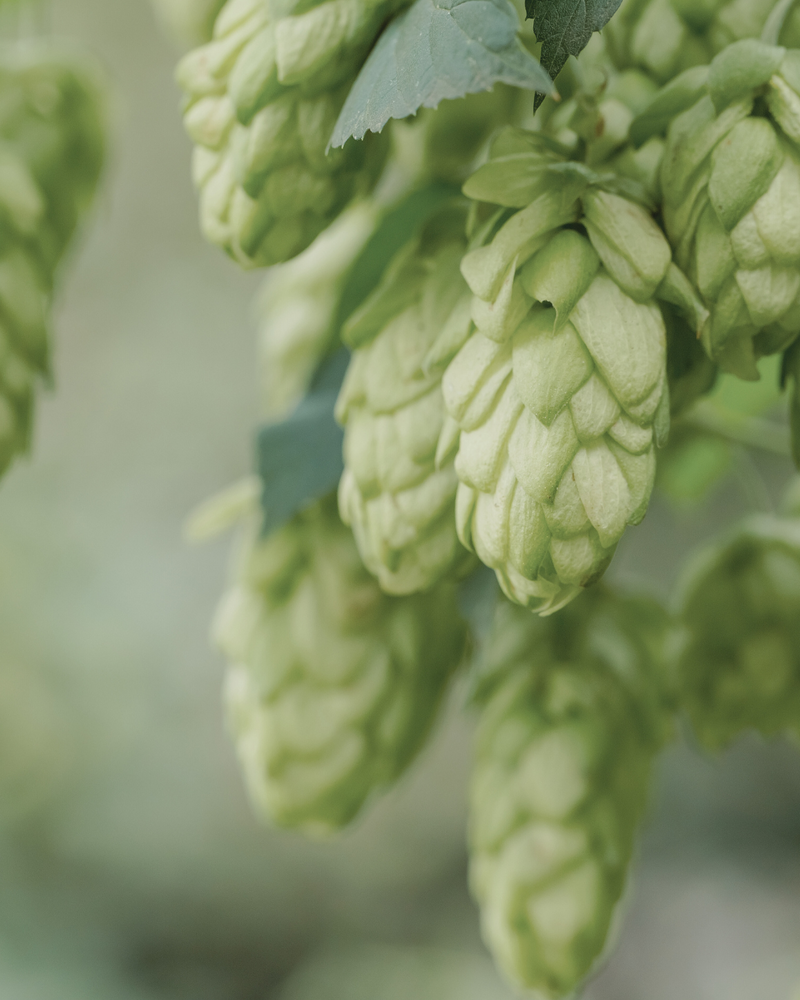 Hops