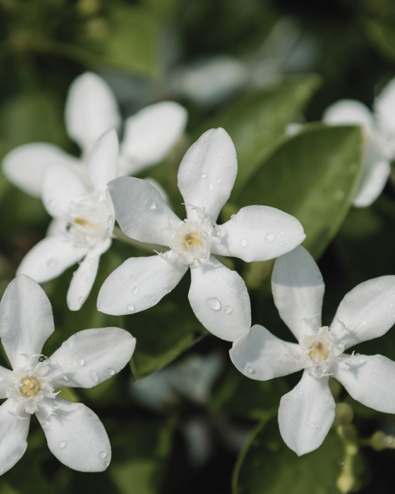 Jasmin
