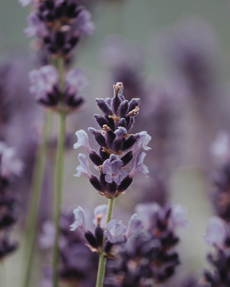 Lavender