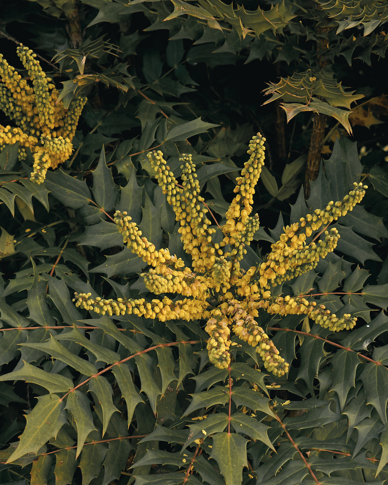 Mahonia