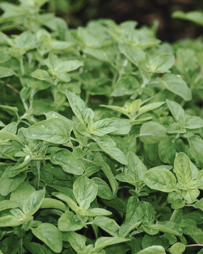 Oregano