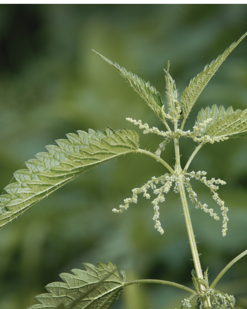 Nettle