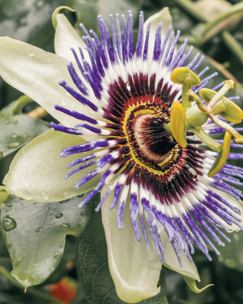 Passionflower