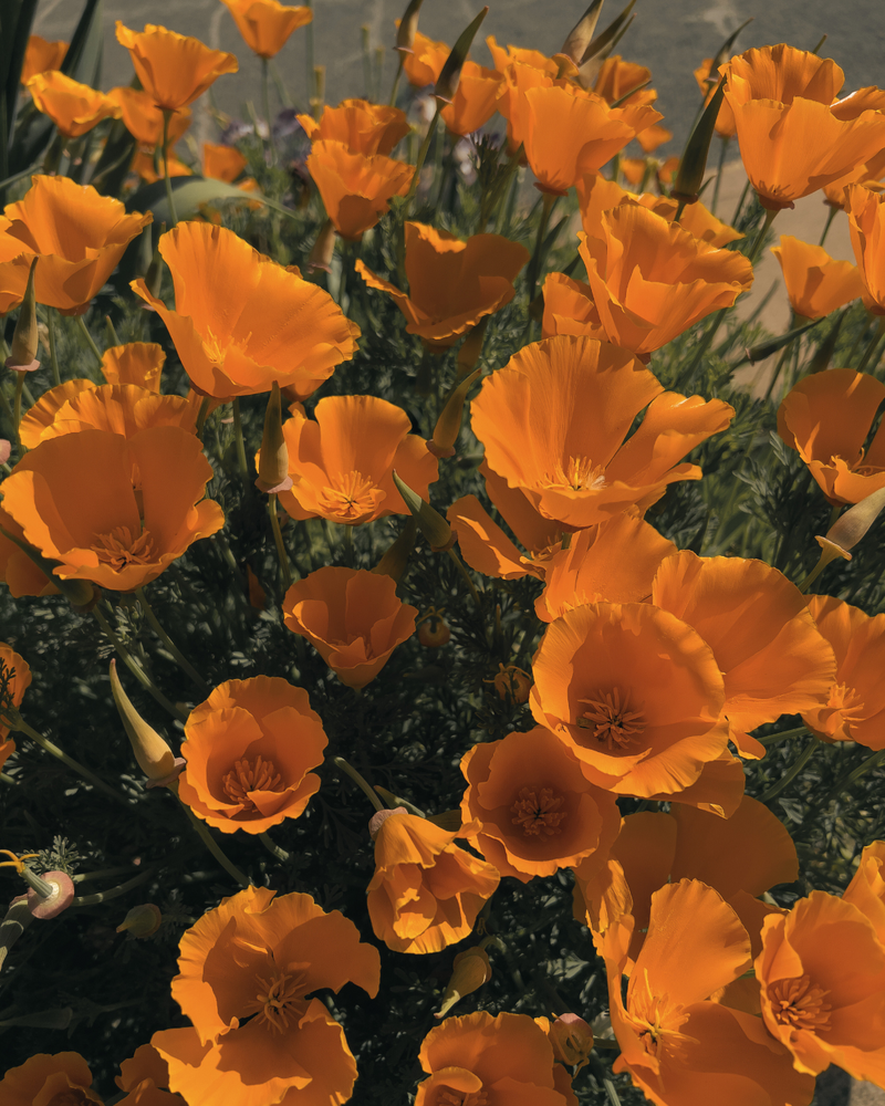 California poppy