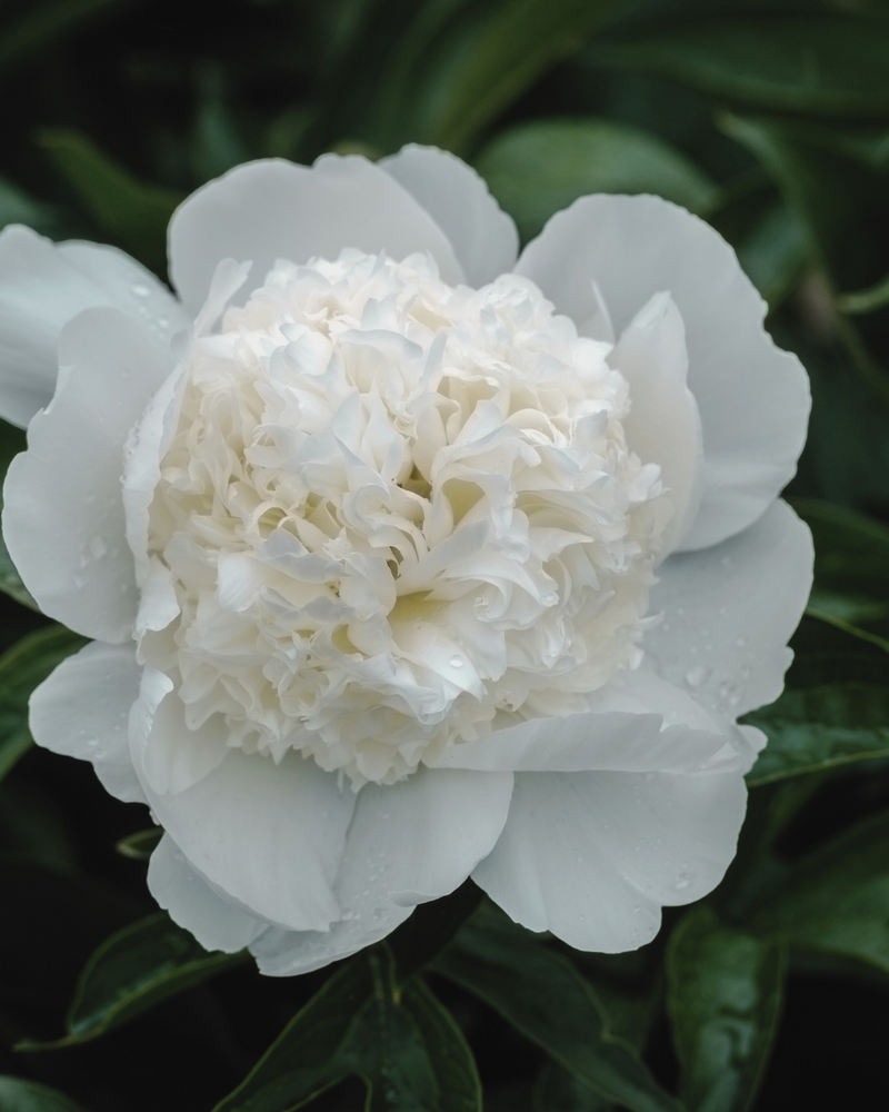 White peony