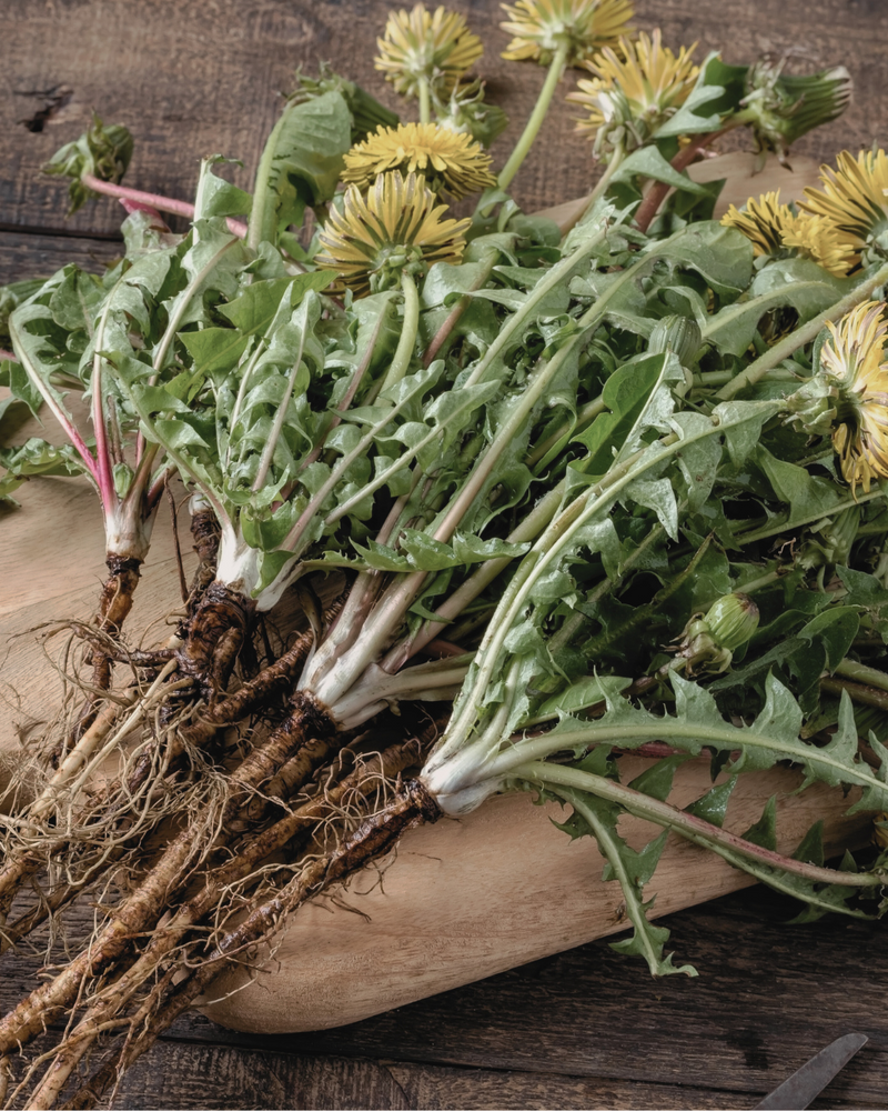Dandelion (root)