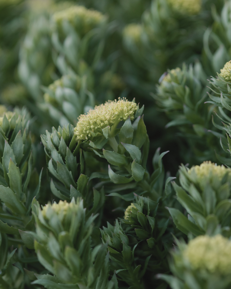 Rhodiola
