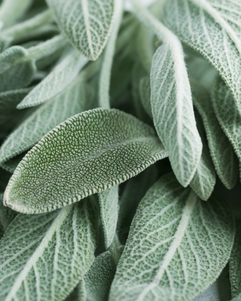 Sage