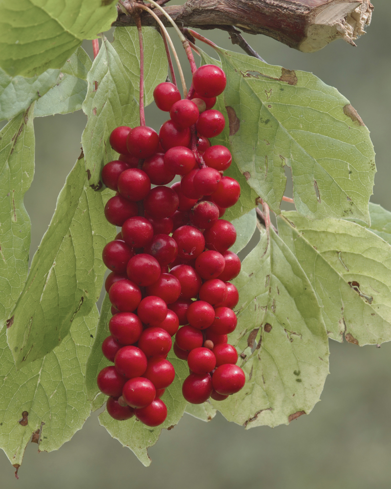 Schisandra
