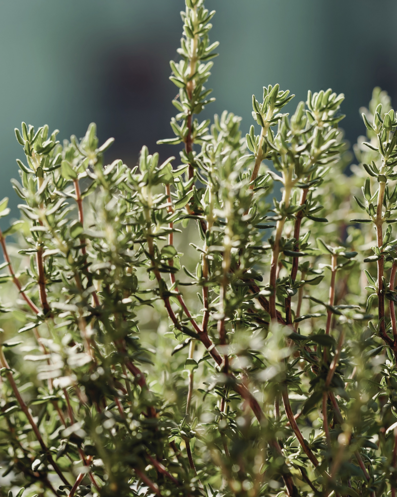 Thyme