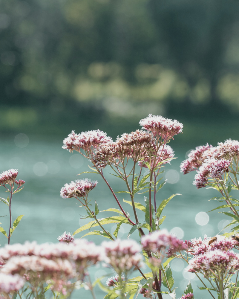 Valerian (root)