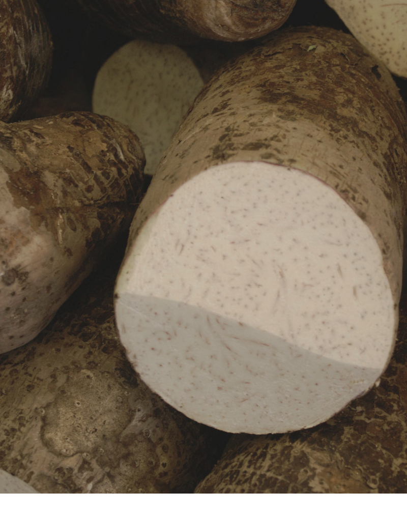 Wild yam