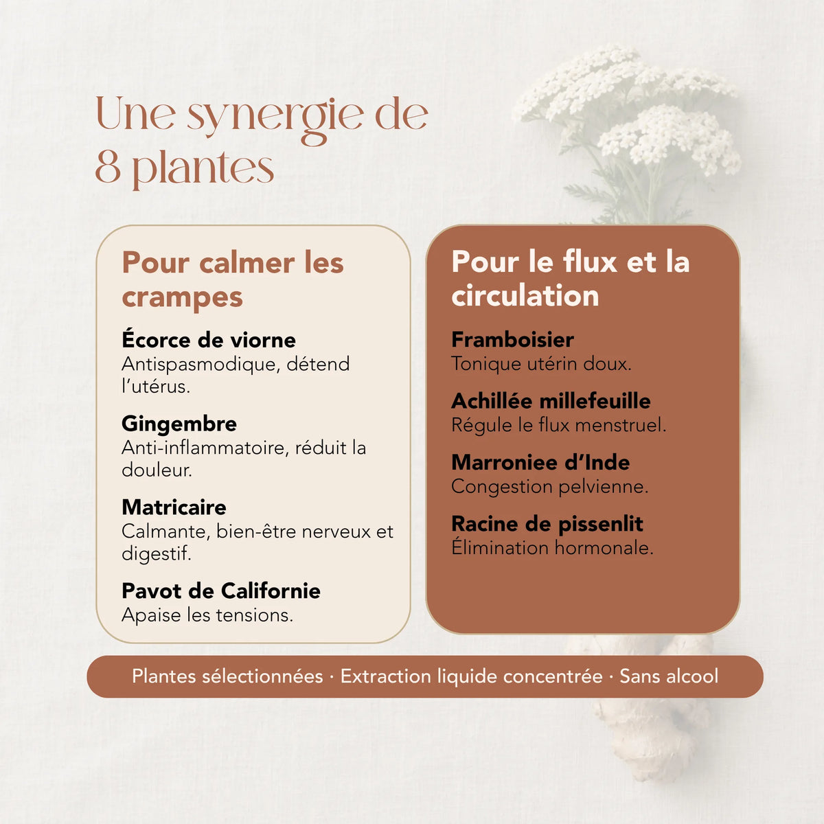 Composition de l'élixir Confort Menstruel : 8 plantes dont viorne, gingembre, matricaire et achillée millefeuille
