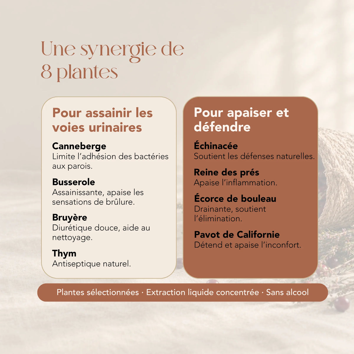 Composition de l'élixir Confort Urinaire : 8 plantes dont canneberge, busserole, bruyère et échinacée