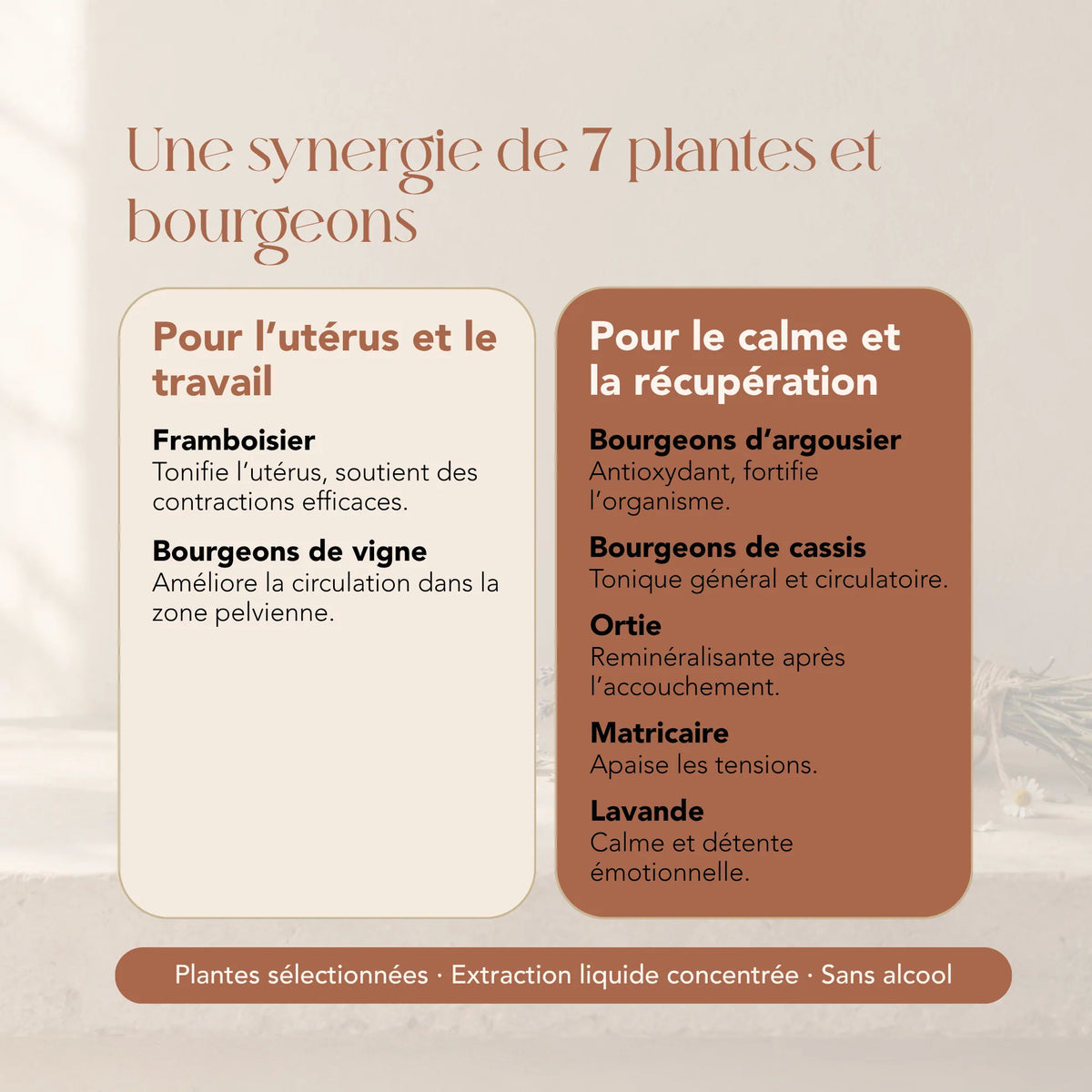 Composition de l'élixir Dar a Luz : 7 plantes et bourgeons dont framboisier, vigne et ortie