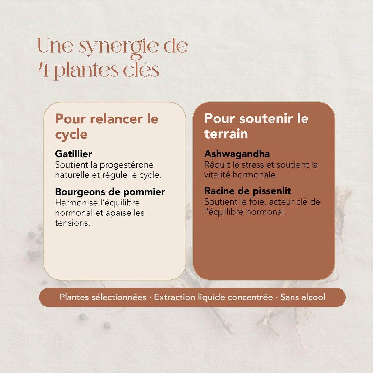 Composition de l'élixir Équilibre Hormonal P : gattilier, bourgeons de pommier, ashwagandha et pissenlit
