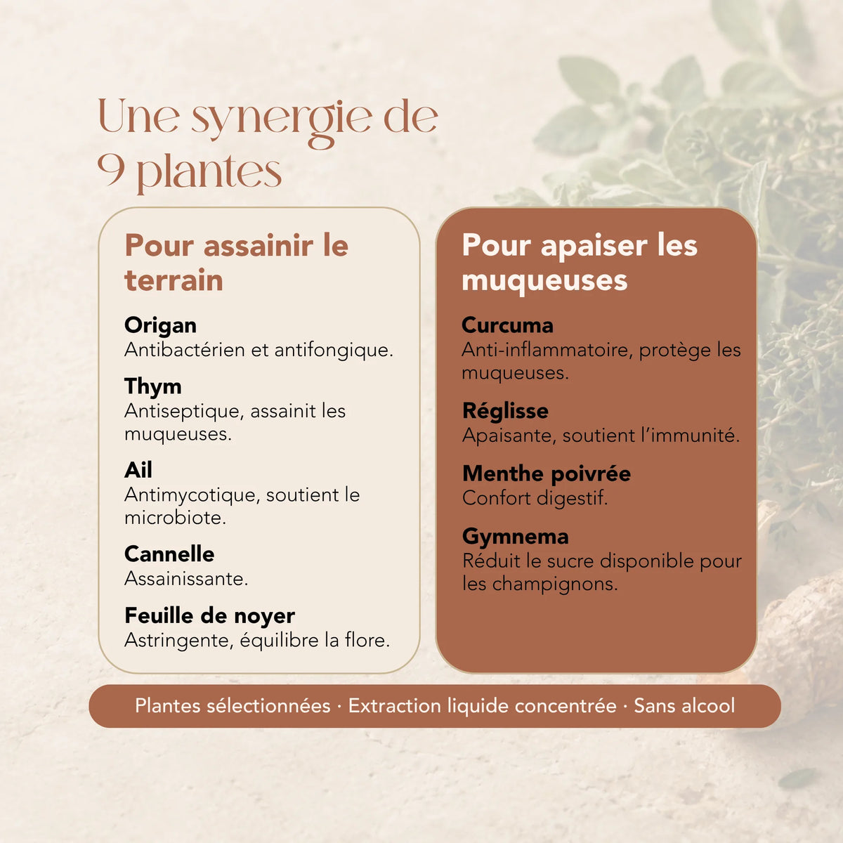 Composition de l'élixir Équilibre Vulve Vagin : 9 plantes dont origan, thym, curcuma et réglisse