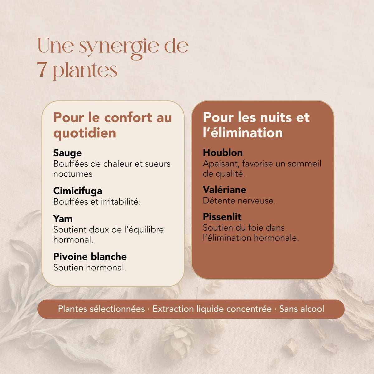 Composition de l'élixir Femme Sage : 7 plantes dont sauge, cimicifuga, yam et houblon