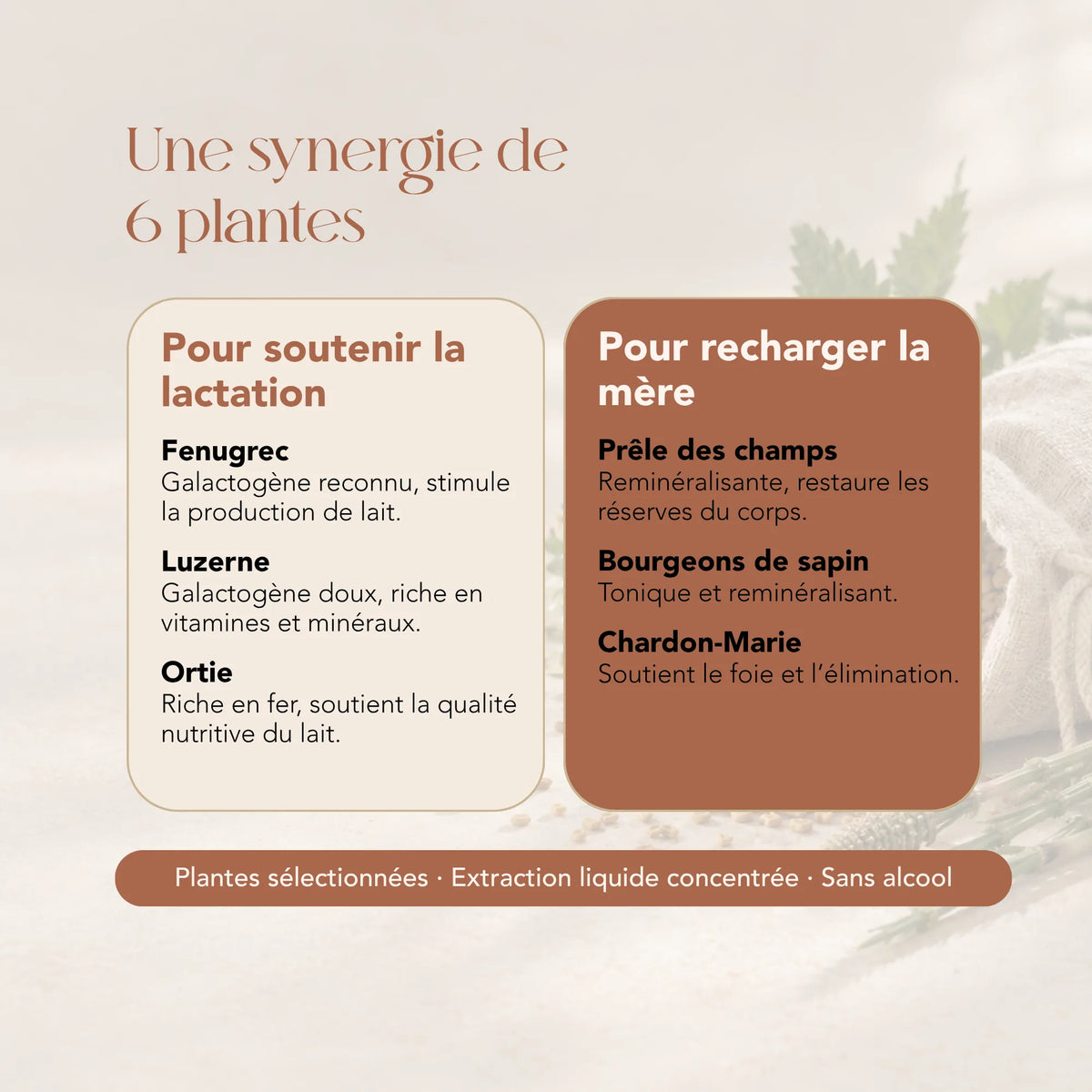 Composition de l'élixir Lait d'Amour : 6 plantes dont fenugrec, luzerne, ortie et prêle