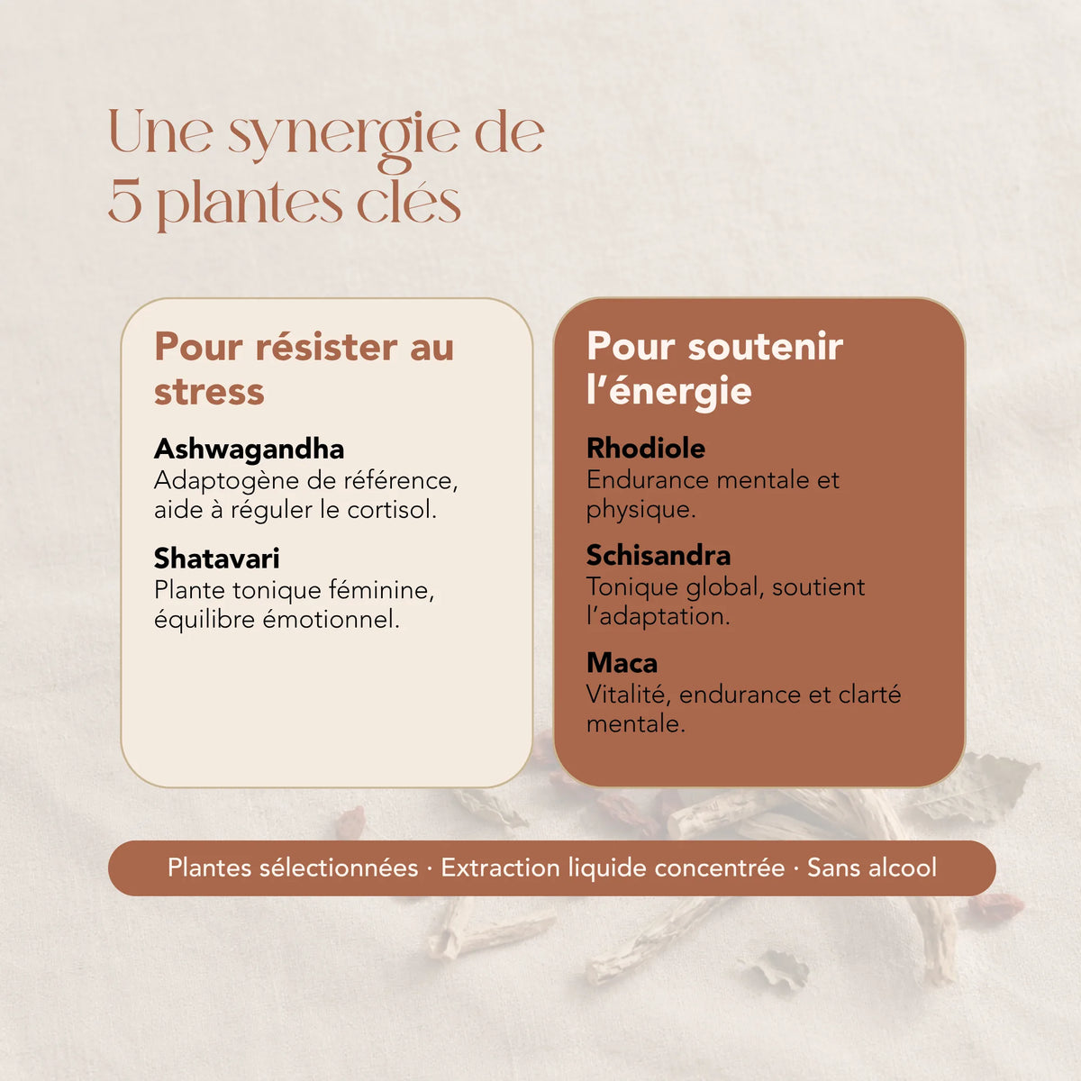 Composition de l'élixir Les Adaptogènes : ashwagandha, shatavari, rhodiole, schisandra et maca