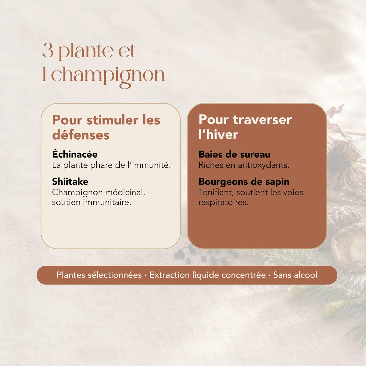 Composition de l'élixir Les Défenseuses : échinacée, shiitake, baies de sureau et bourgeons de sapin