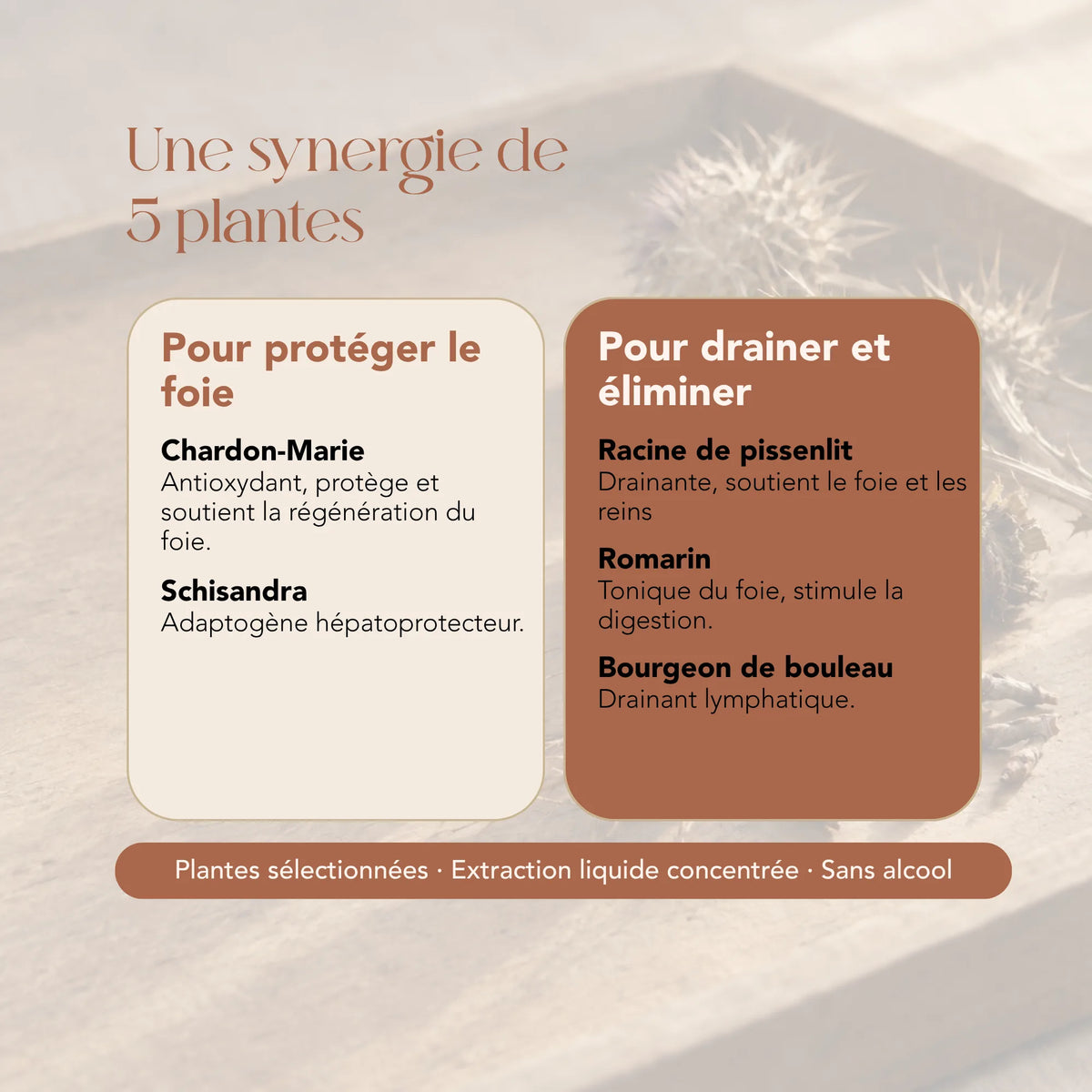 Composition de l'élixir Les Dépuratives : chardon-marie, schisandra, pissenlit, romarin et bouleau