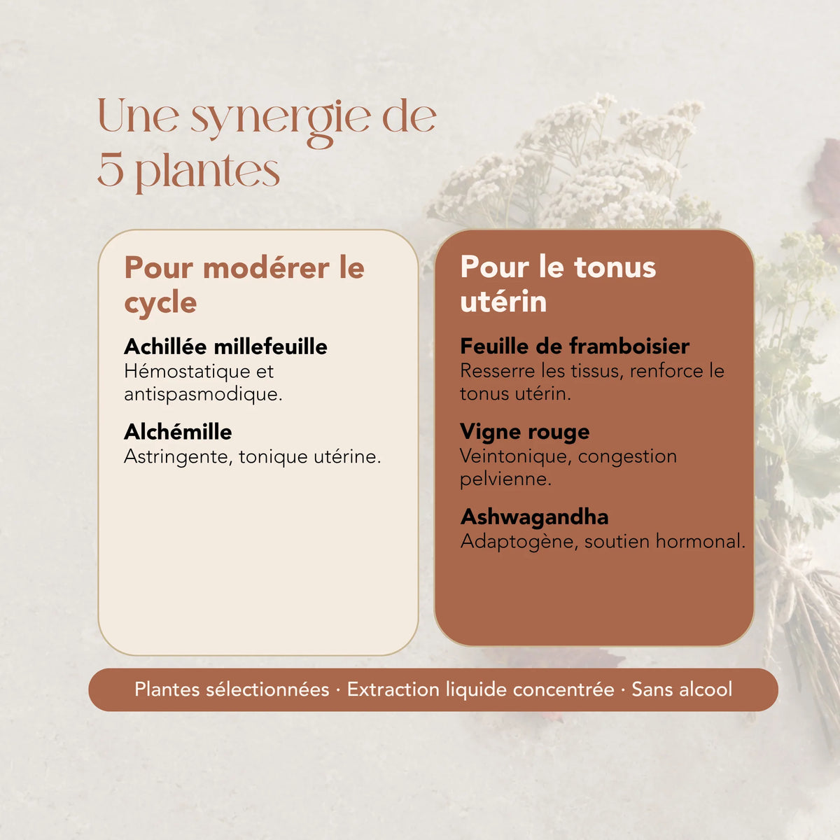Composition de l'élixir Lunes Abondantes : achillée millefeuille, alchémille, framboisier, vigne rouge et ashwagandha