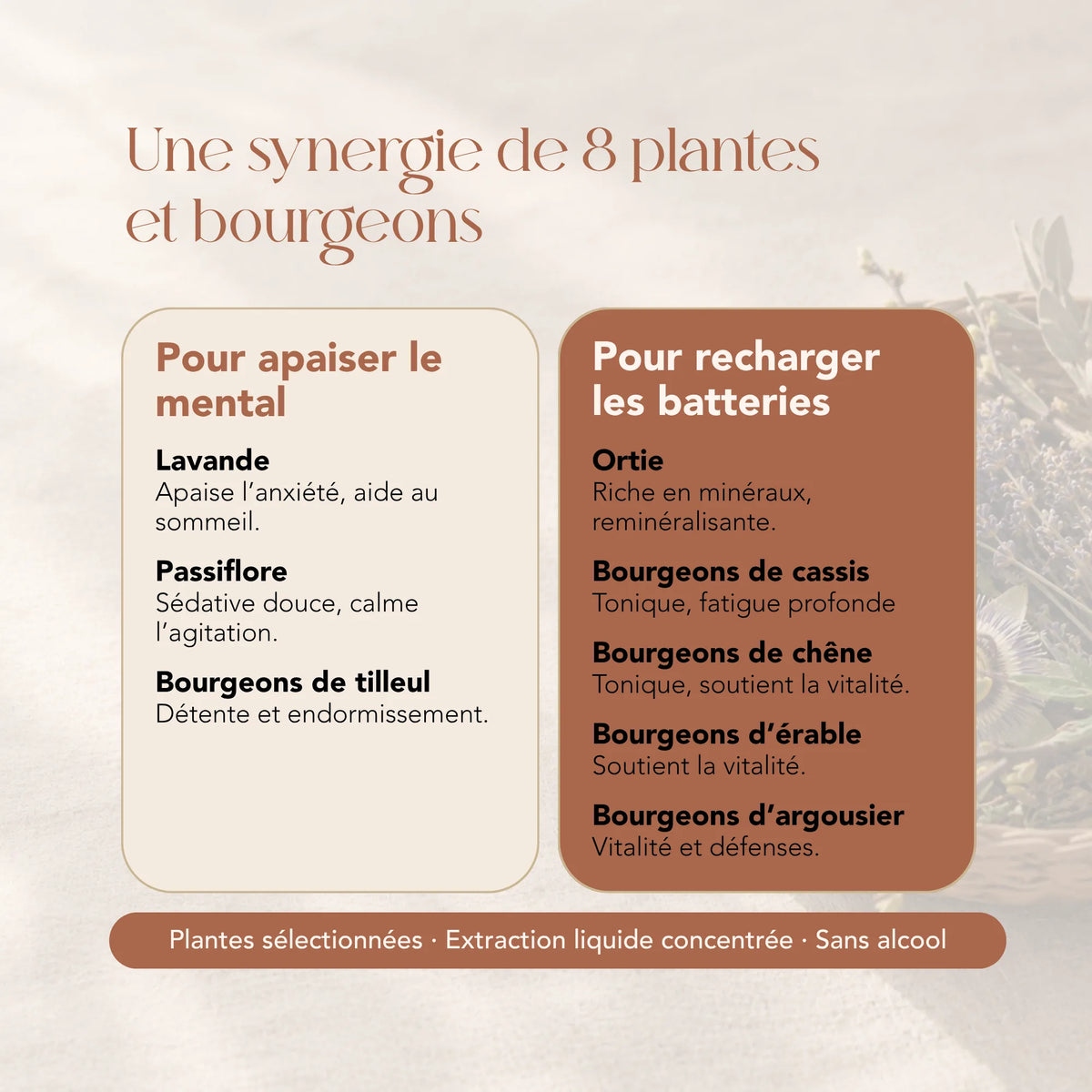 Composition de l'élixir Mamá : 8 plantes et bourgeons dont lavande, passiflore, ortie et cassis