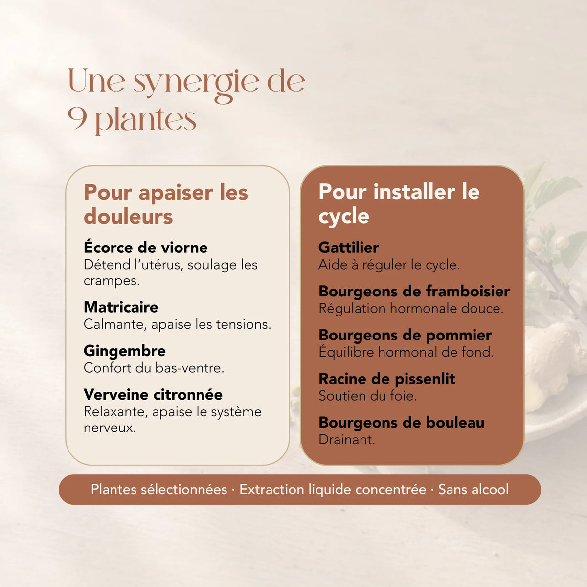 Composition de l'élixir Les Premières Lunes : 9 plantes dont viorne, matricaire, gingembre et gattilier