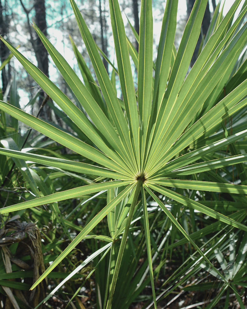 Sabal
